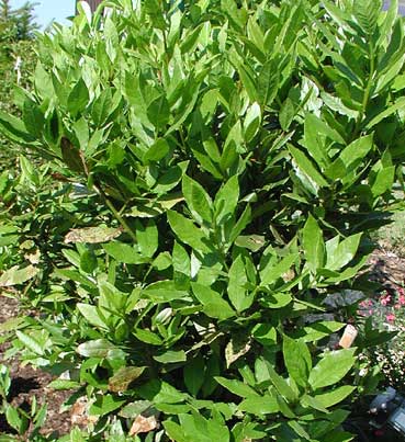 articleimages/برگ بو/781.jpg